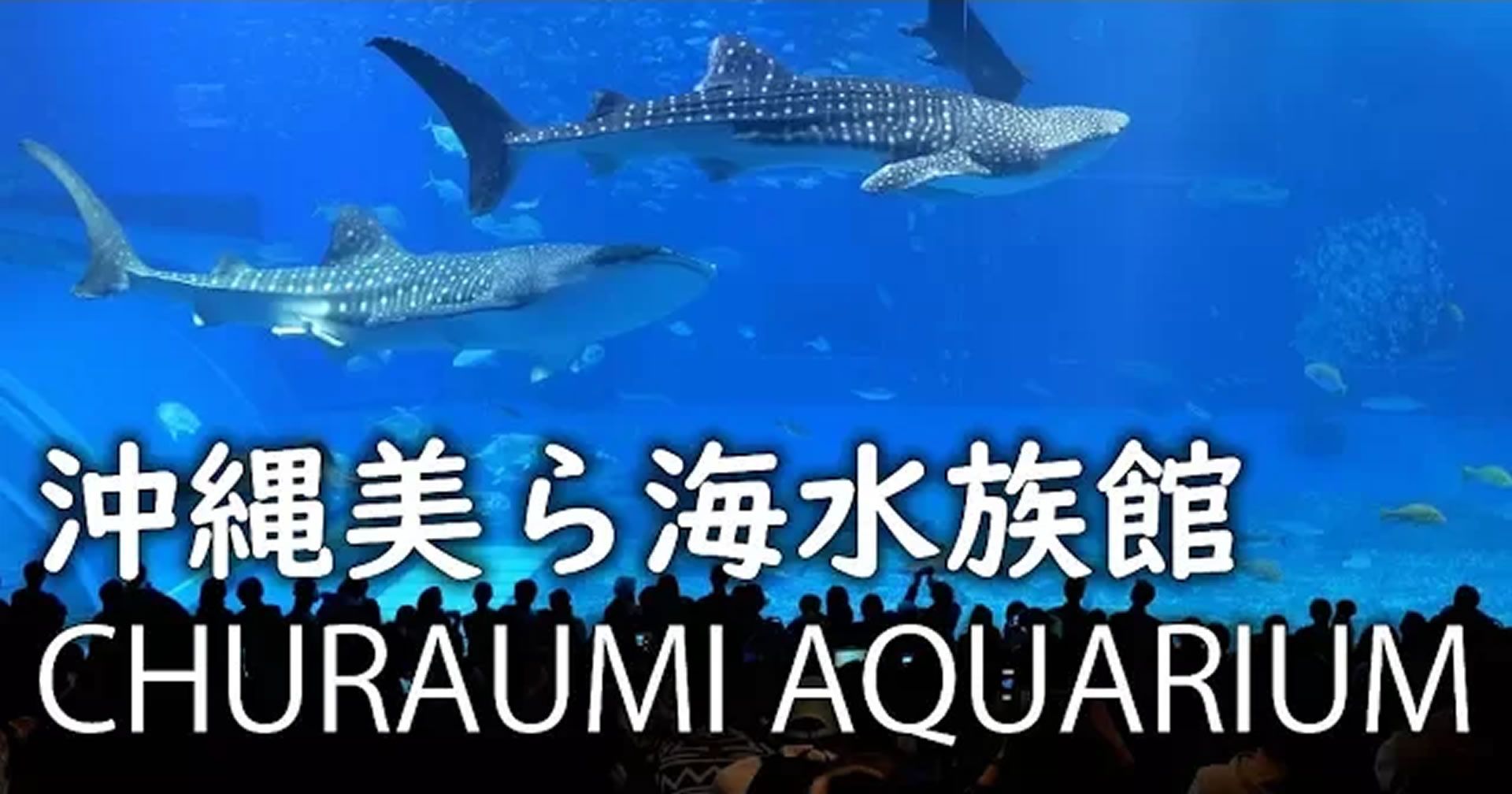 Churaumi Aquarium & Ocean Expo Park 沖縄美ら海水族館