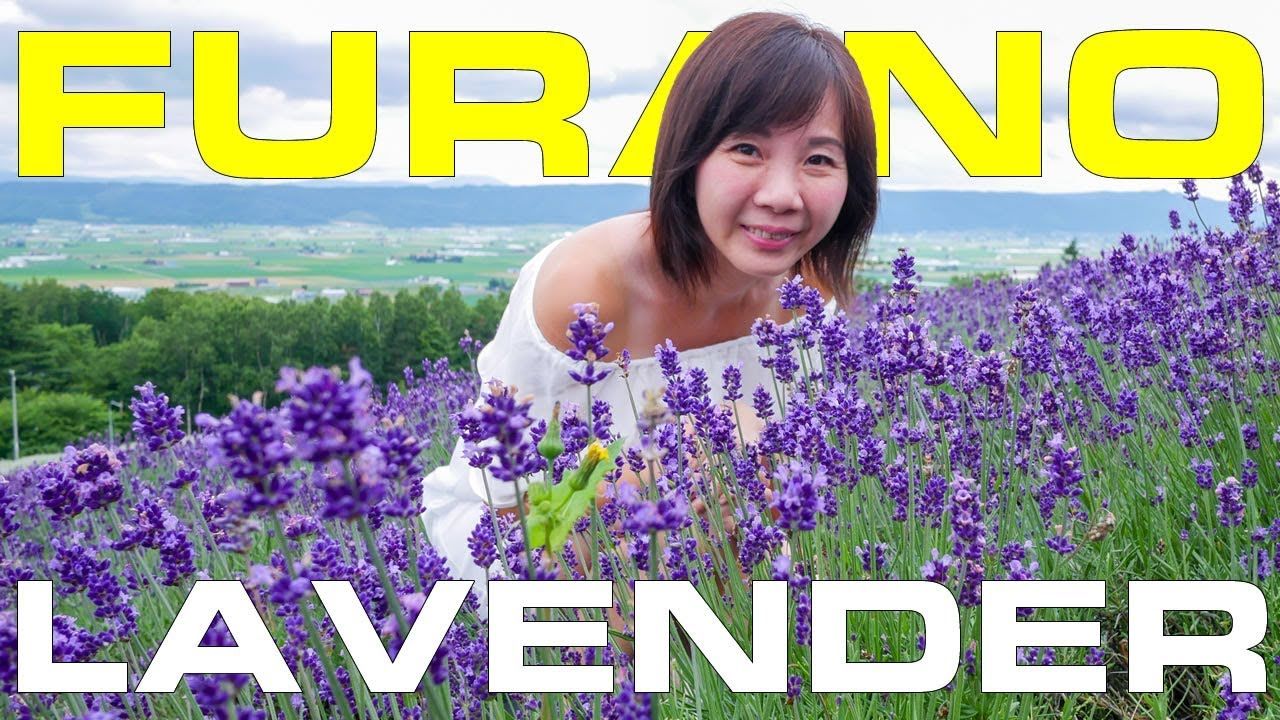 Lavender in Furano