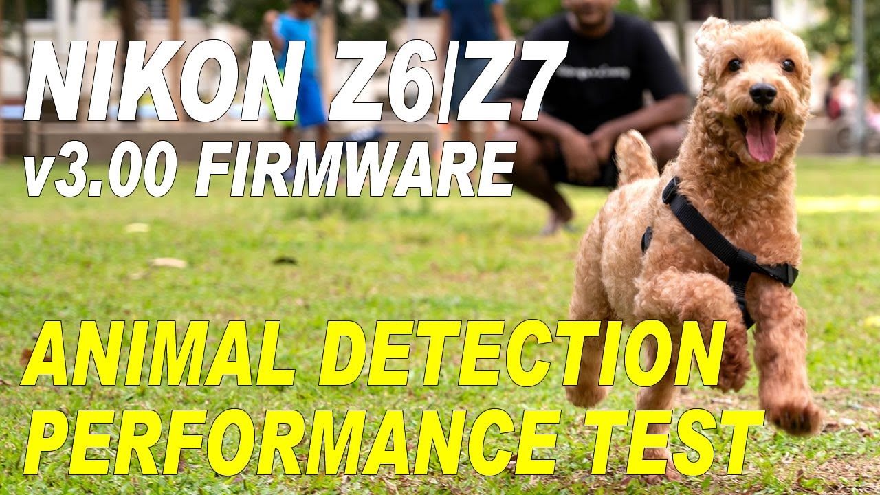 Nikon Z6/Z7 v3.00 FIRMWARE UPDATE - Animal Detection Performance Test